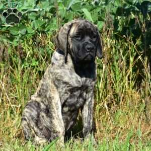 Alice, English Mastiff Puppy